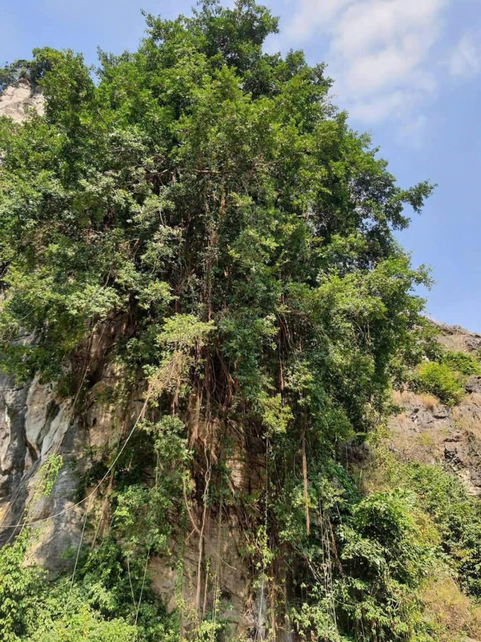 Trang An Hana Homestay Nguyen Ngoai Eksteriør bilde